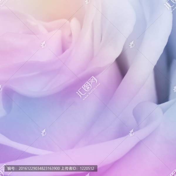 多色玫瑰