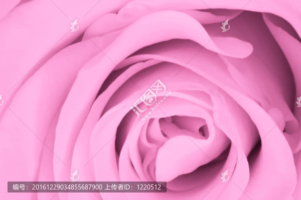 粉紅玫瑰特寫