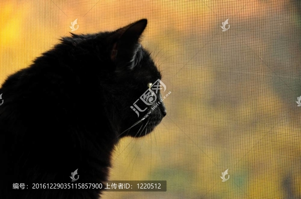 看黑貓