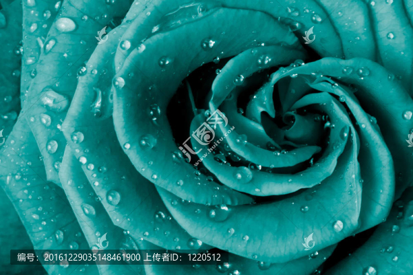 玫瑰花瓣