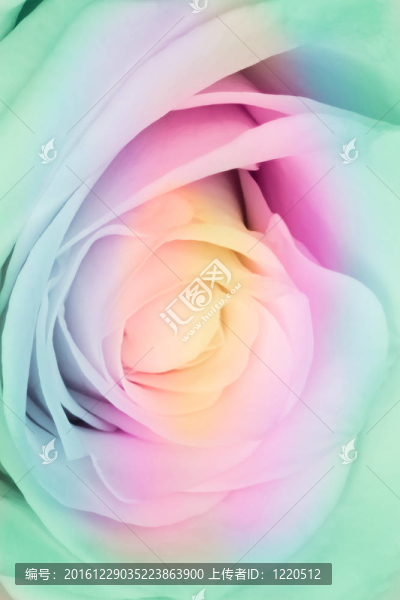 多色玫瑰