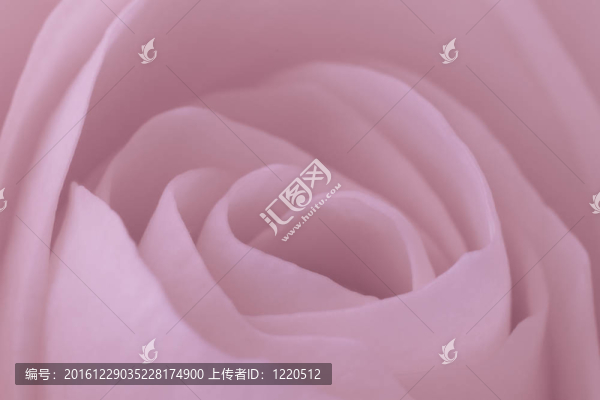 粉紅玫瑰的宏