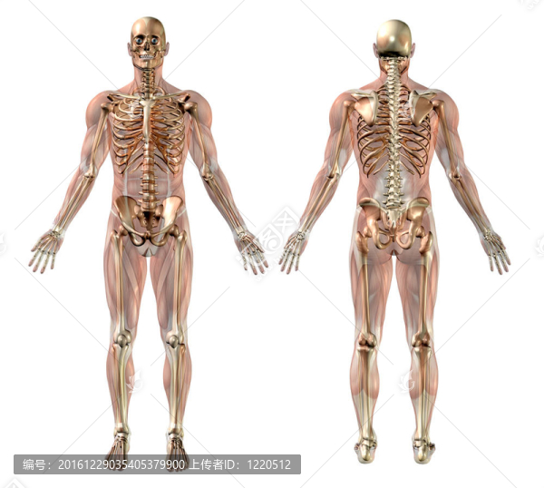 具有半透明肌肉的男性骨骼