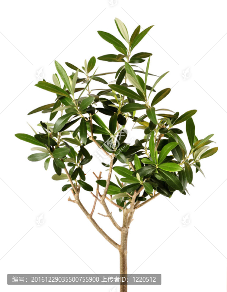 年輕的橄欖樹(shù)圖片