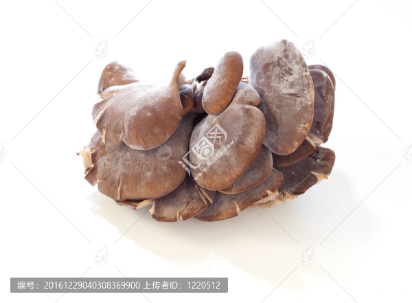 蘑菇