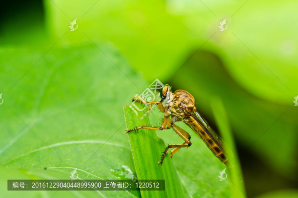 食蟲虻在綠色大自然