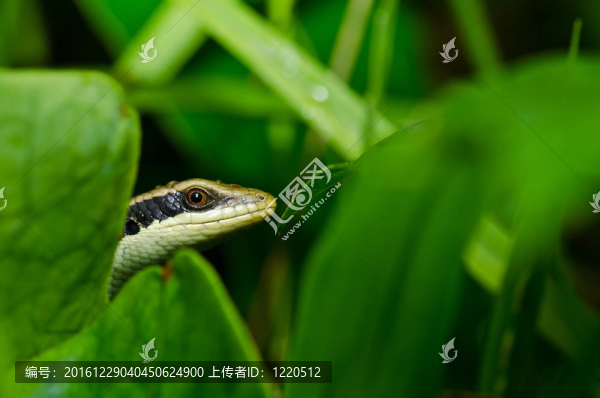 石龍子在花園