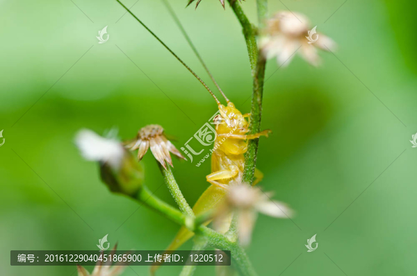 綠色蚱蜢