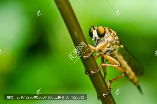 食蟲虻在綠色大自然