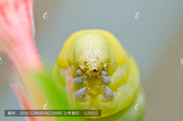 綠色蠕蟲(chóng)