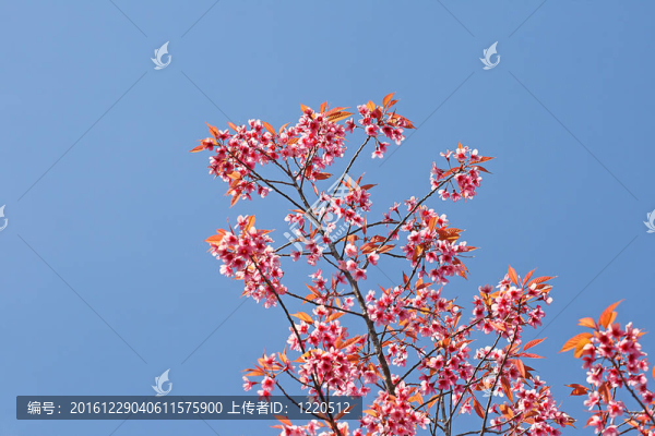 粉紅色的花