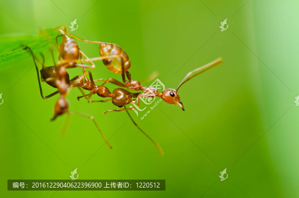 綠色中的紅螞蟻