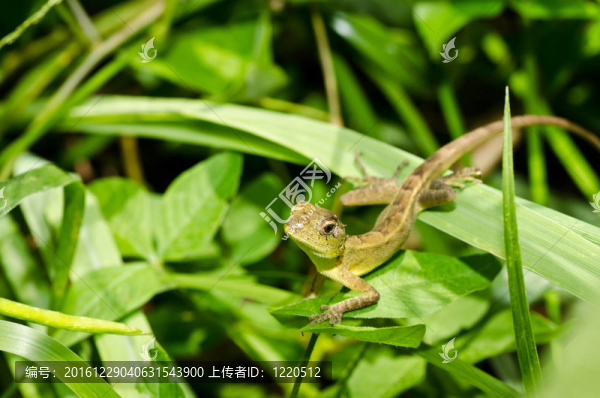 綠色蜥蜴