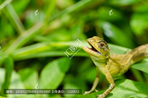 綠色蜥蜴