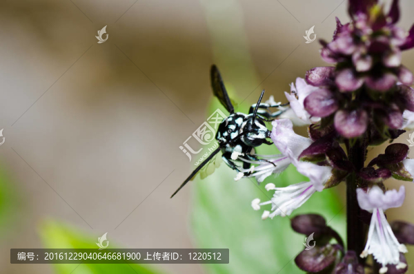 Amegilla,zonata在綠色的大自然