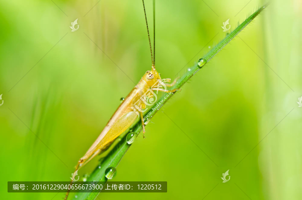 綠色蚱蜢