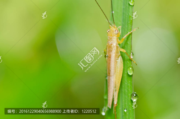 綠色蚱蜢