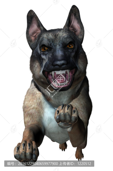 德國牧羊犬的攻擊