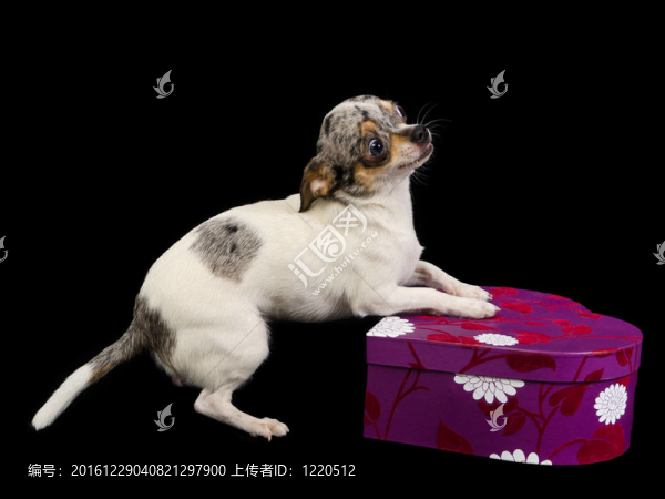 奇瓦瓦玩禮品盒