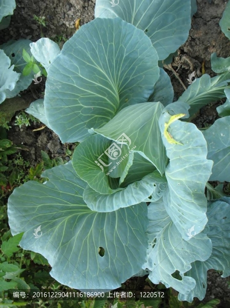 花園里的卷心菜