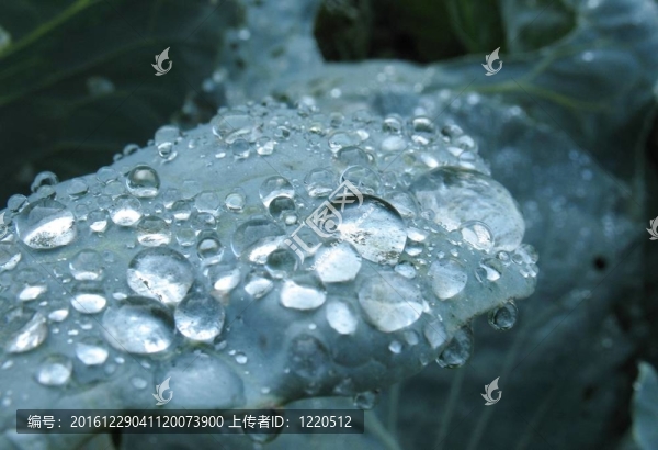 綠葉上的水滴