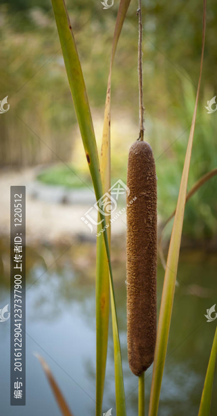 匈牙利小湖泊海灘上的竹子