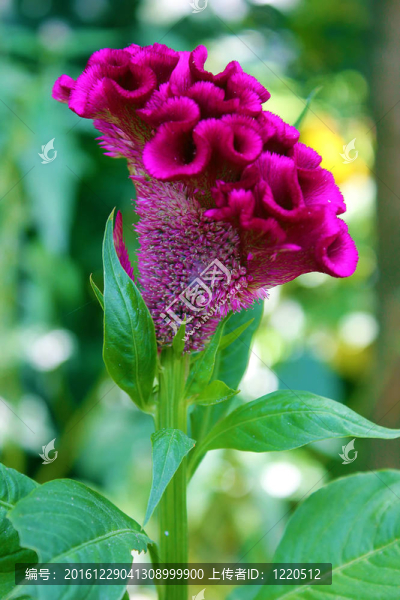 雞冠花公雞的梳子花