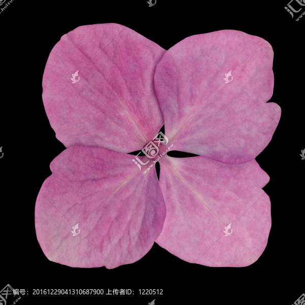 單瓣粉紅色繡球花孤立在黑
