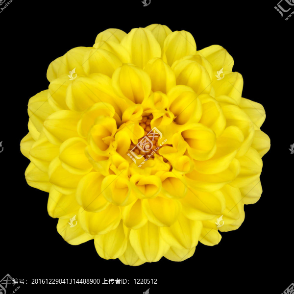 大麗花的花黃色的花瓣黃色中心分離