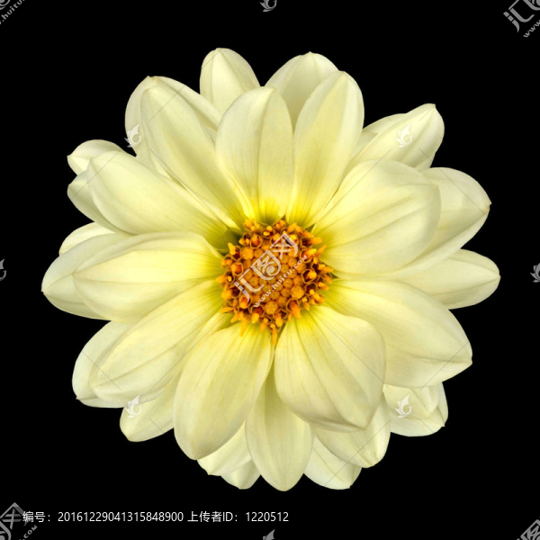 White,Dahlia,Flower與黃中心分離