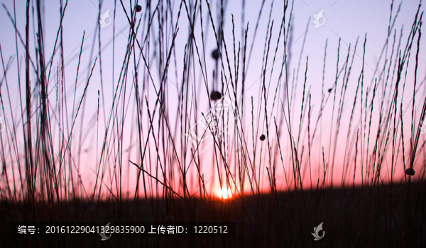 日落透過草葉的光芒