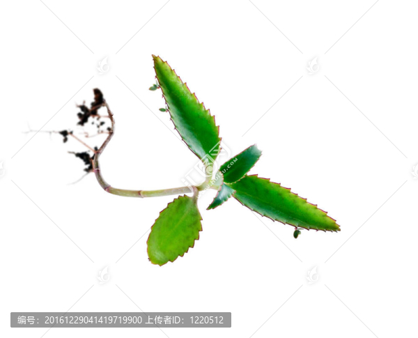 藥用植物