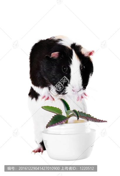 豚鼠