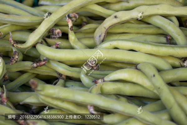 菜豆