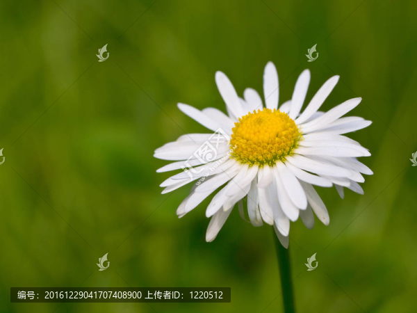 美麗的雛菊花在田野里