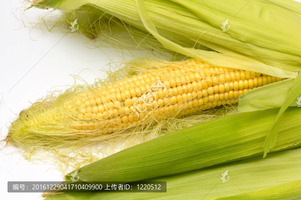 玉米棒之間的綠色的葉子