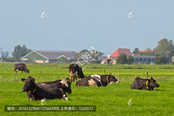 奶牛在農(nóng)場里休息