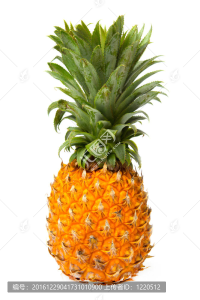 白底菠蘿