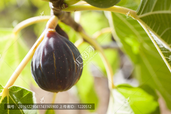 無(wú)花果