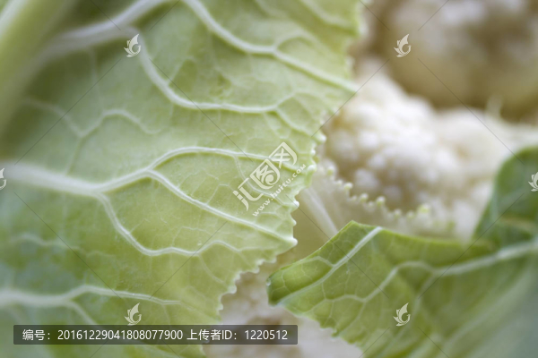 花椰菜