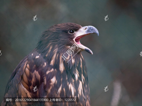 歐洲白尾鷹在呼喊