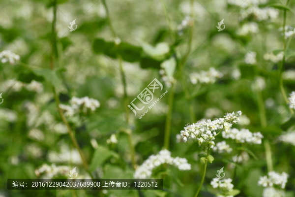 蕎麥田景觀