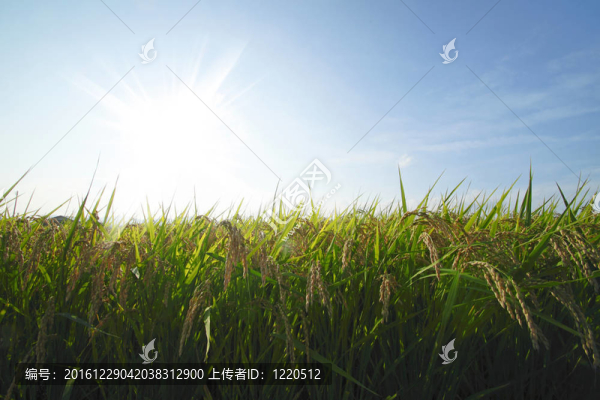 稻田景觀