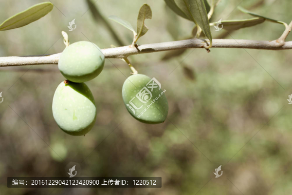 綠橄欖