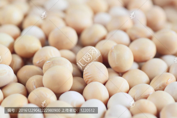 大豆