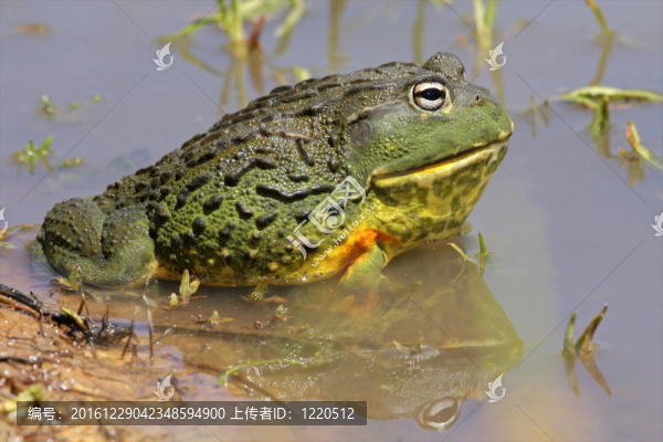 非洲大牛蛙
