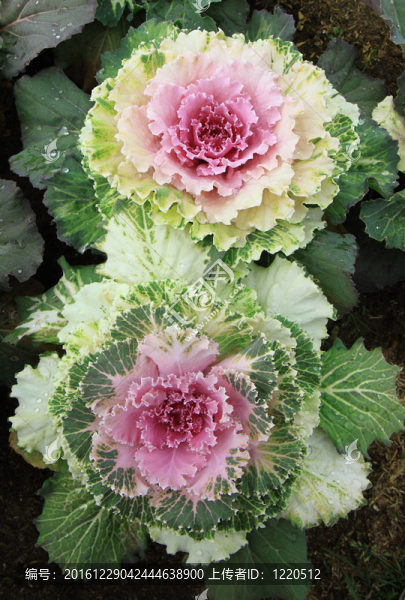 彩色蔬菜白菜