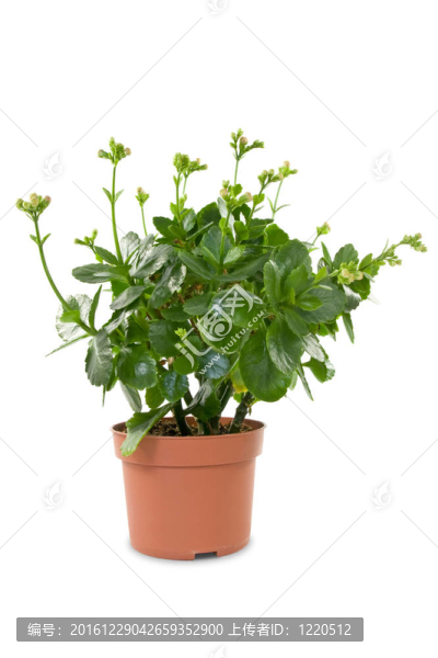 盆栽盆栽