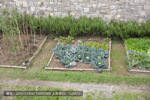 蔬菜花園
