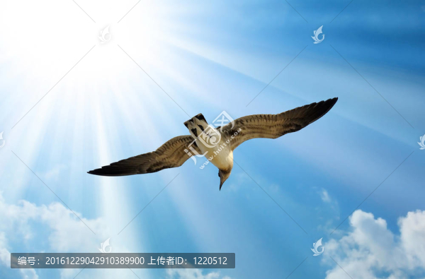 天空中的海鷗